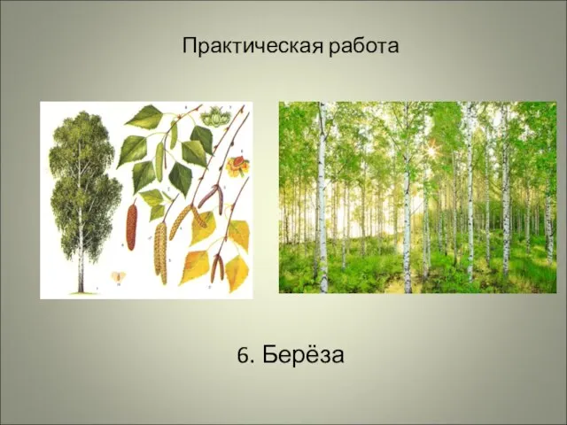 Практическая работа 6. Берёза