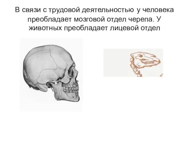 В связи с трудовой деятельностью у человека преобладает мозговой отдел черепа. У животных преобладает лицевой отдел