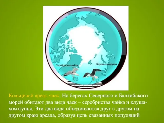 Кольцевой ареал чаек. На берегах Северного и Балтийского морей обитают два вида