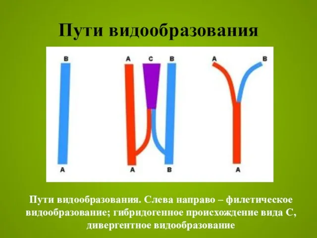 Пути видообразования Пути видообразования. Слева направо – филетическое видообразование; гибридогенное происхождение вида С, дивергентное видообразование