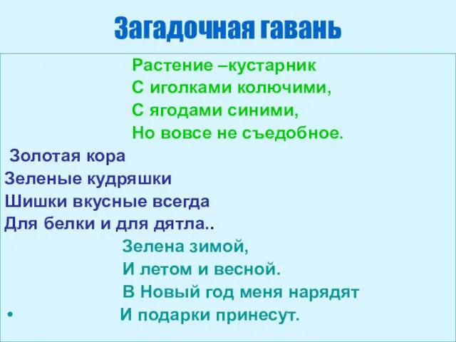 Загадочная гавань Растение –кустарник С иголками колючими, С ягодами синими, Но вовсе