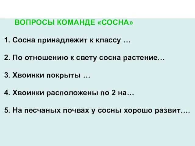 ВОПРОСЫ КОМАНДЕ «СОСНА» 1. Сосна принадлежит к классу … 2. По отношению