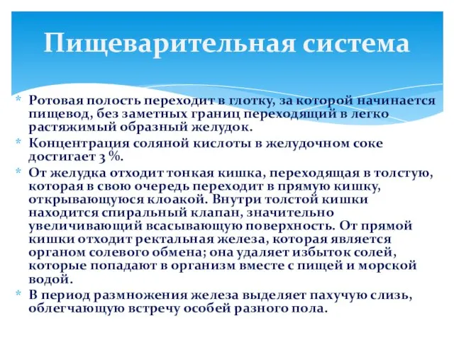 Ротовая полость переходит в глотку, за которой начинается пищевод, без заметных границ