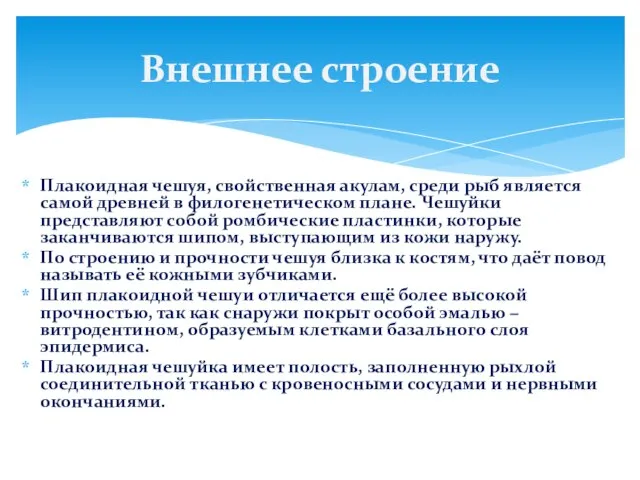 Плакоидная чешуя, свойственная акулам, среди рыб является самой древней в филогенетическом плане.