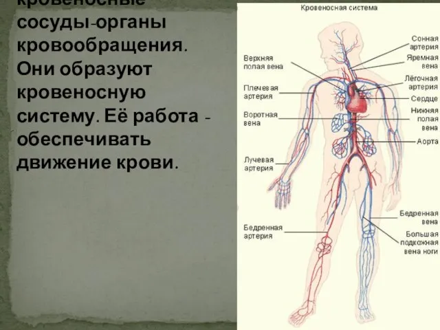 Сердце и кровеносные сосуды-органы кровообращения. Они образуют кровеносную систему. Её работа -обеспечивать движение крови.