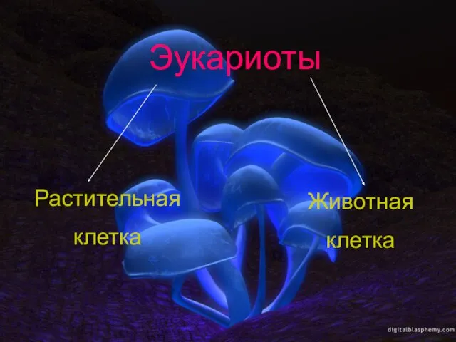 Эукариоты Растительная клетка Животная клетка