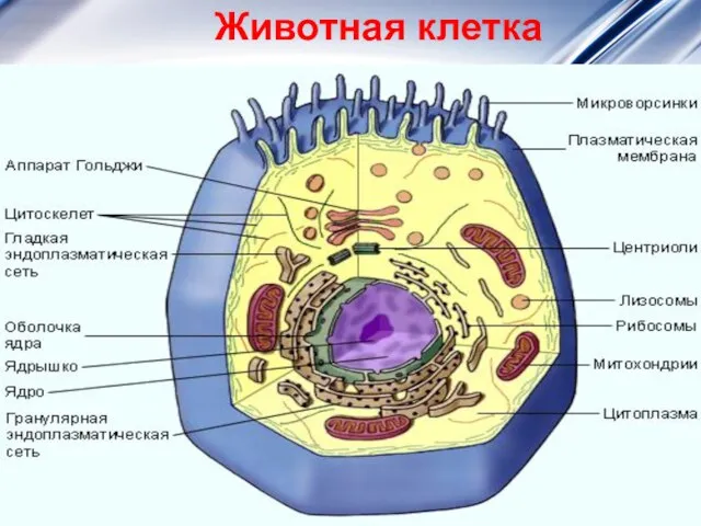 Животная клетка