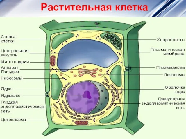 Растительная клетка