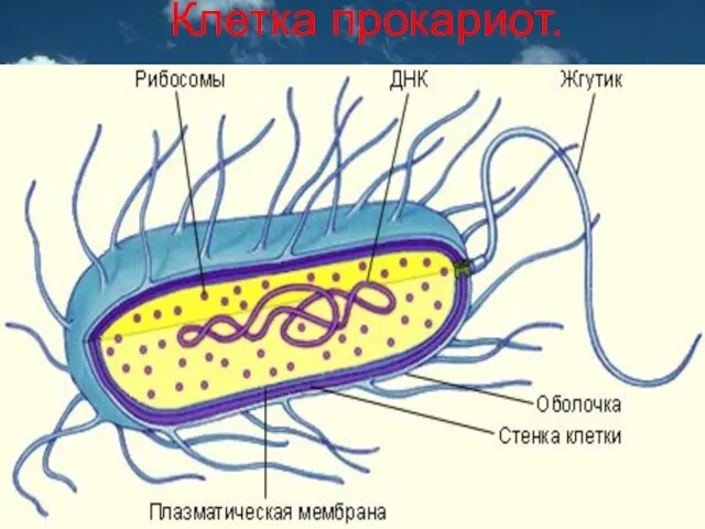 Клетка прокариот.