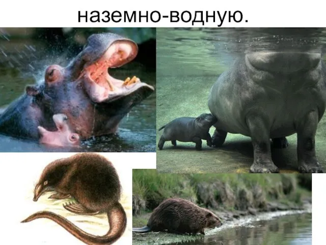 наземно-водную.