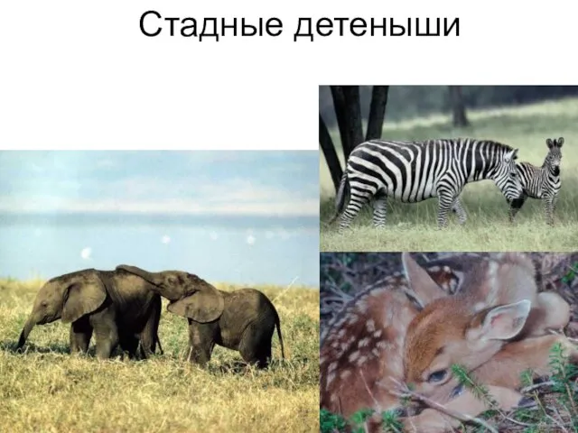 Стадные детеныши