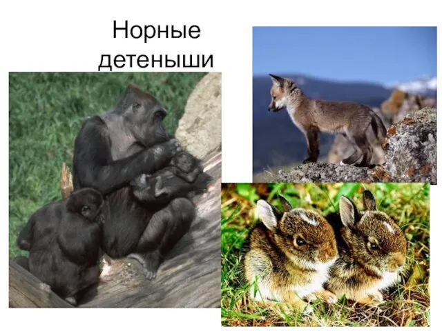 Норные детеныши