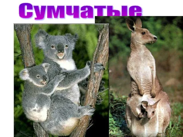 Сумчатые