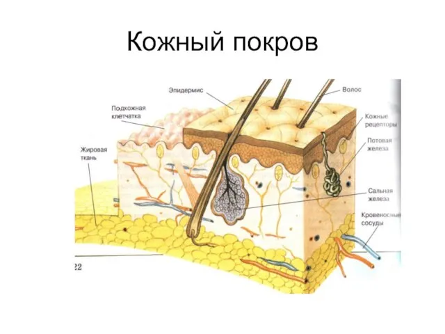 Кожный покров