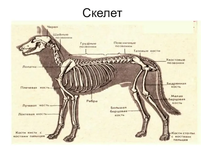 Скелет