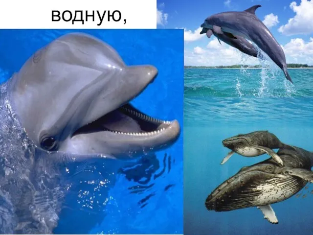 водную,