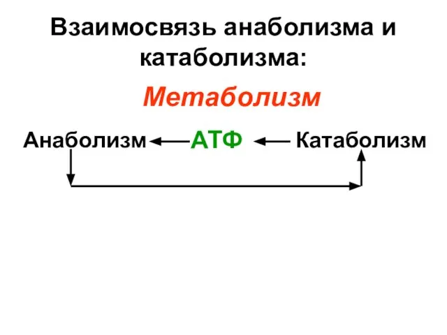 Взаимосвязь анаболизма и катаболизма: Анаболизм Катаболизм АТФ Метаболизм