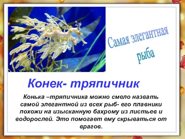 Конька –тряпичника можно смело назвать самой элегантной из всех рыб- его плавники