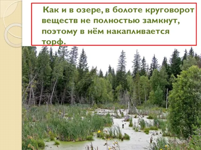 Как и в озере, в болоте круговорот веществ не полностью замкнут, поэтому в нём накапливается торф.