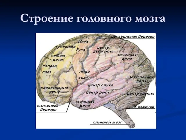 Строение головного мозга