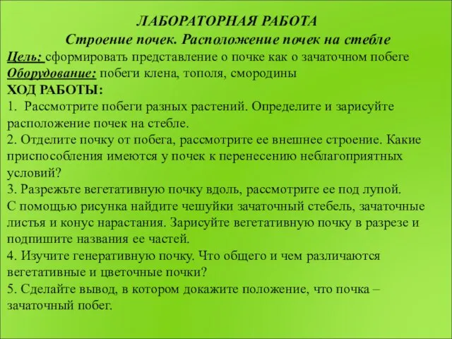 ЛАБОРАТОРНАЯ РАБОТА Строение почек. Расположение почек на стебле Цель: сформировать представление о