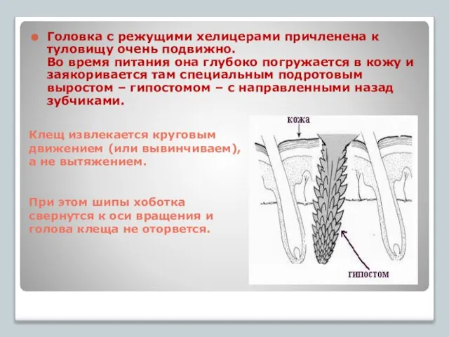 Клещ извлекается круговым движением (или вывинчиваем), а не вытяжением. При этом шипы