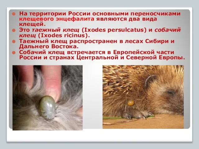 к На территории России основными переносчиками клещевого энцефалита являются два вида клещей.