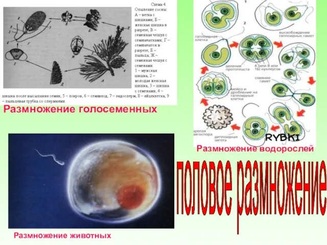 Размножение голосеменных Размножение водорослей Размножение животных половое размножение