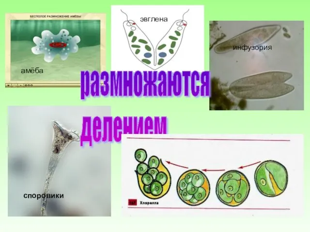 амёба инфузория эвглена споровики Синезелёные водоросли размножаются делением