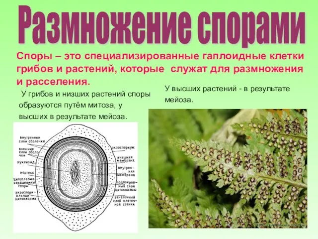 Размножение спорами Споры – это специализированные гаплоидные клетки грибов и растений, которые