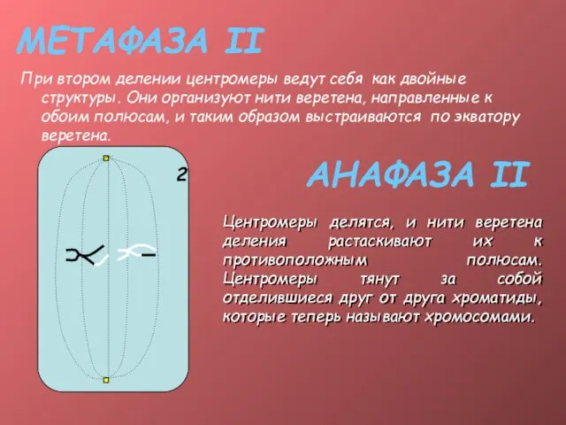 МЕТАФАЗА II При втором делении центромеры ведут себя как двойные структуры. Они