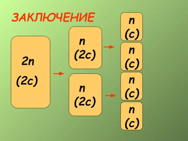 ЗАКЛЮЧЕНИЕ 2n (2c) n (2c) 2n (2c) n (2c) n (c) n