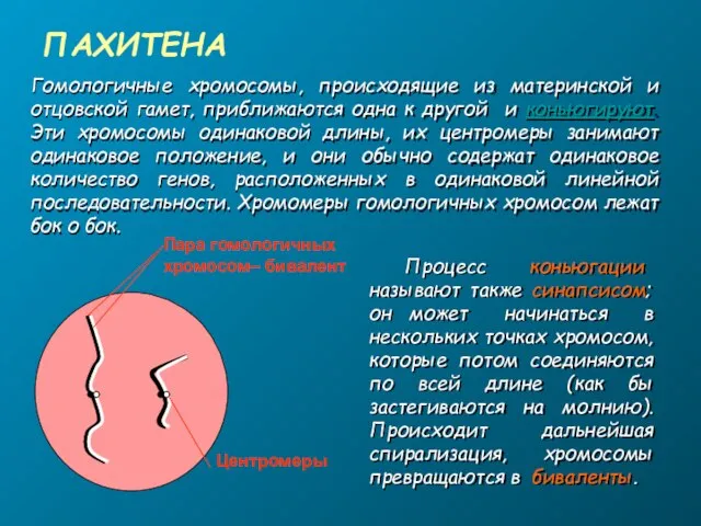 ПАХИТЕНА Пара гомологичных хромосом– бивалент Центромеры Гомологичные хромосомы, происходящие из материнской и