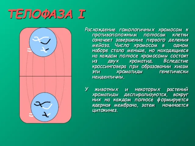 ТЕЛОФАЗА I Расхождение гомологичных хромосом к противоположным полюсам клетки означает завершение первого