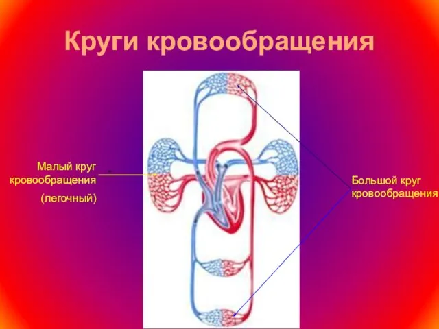 Круги кровообращения Большой круг кровообращения Малый круг кровообращения (легочный)