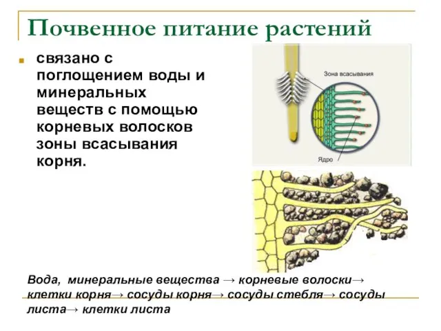 Почвенное питание растений связано с поглощением воды и минеральных веществ с помощью