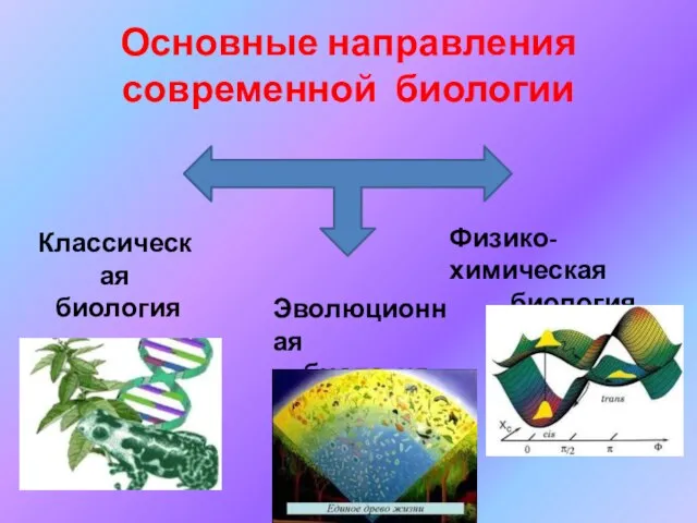 Основные направления современной биологии Классическая биология Эволюционная биология Физико-химическая биология