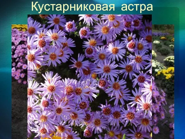 Кустарниковая астра