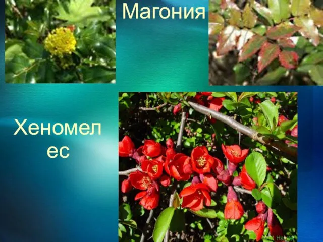 Магония Хеномелес