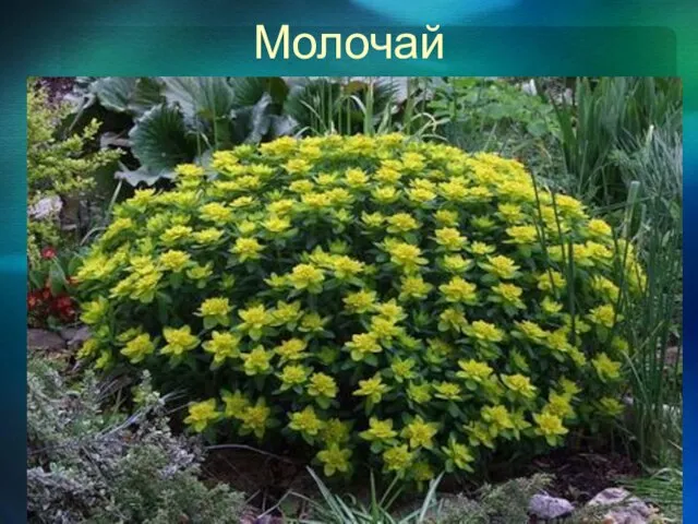 Молочай