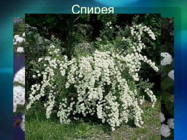 Спирея