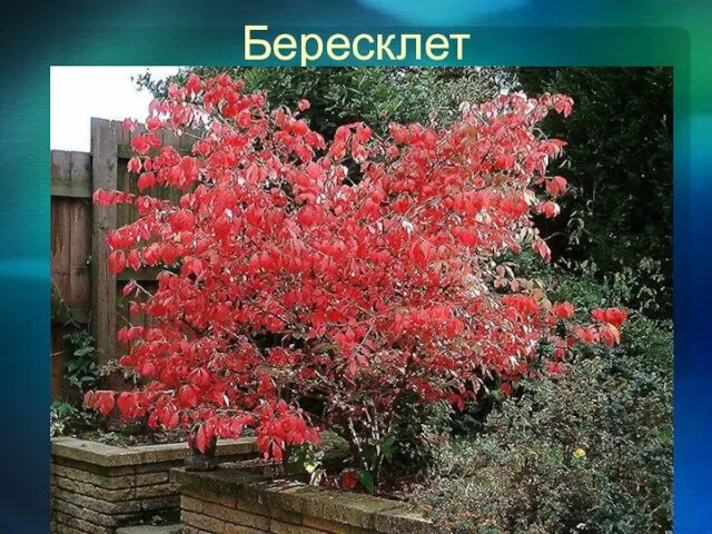 Бересклет