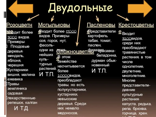 Двудольные Розоцветные Мотыльковые Крестоцветные Пасленовые Сложноцветные Входит более 3000 видов. Примеры: Плодовые