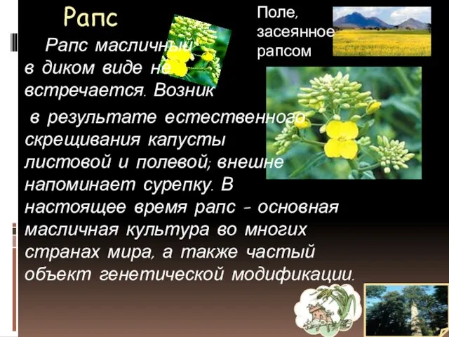 Рапс Поле, засеянное рапсом Рапс масличный в диком виде не встречается. Возник