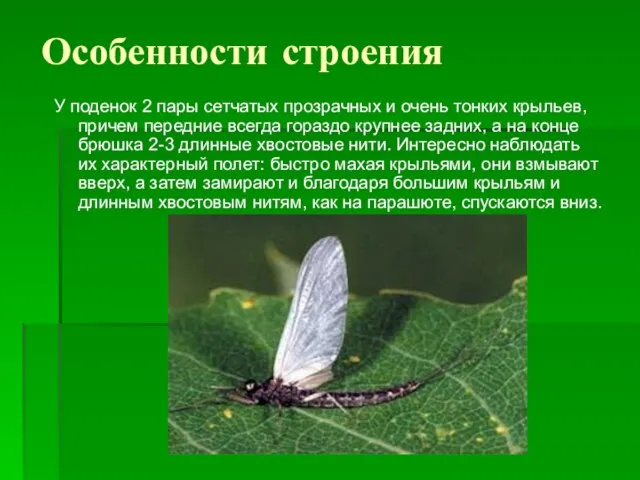 Особенности строения У поденок 2 пары сетчатых прозрачных и очень тонких крыльев,