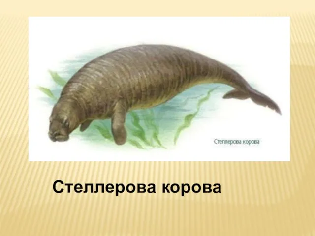 Стеллерова корова