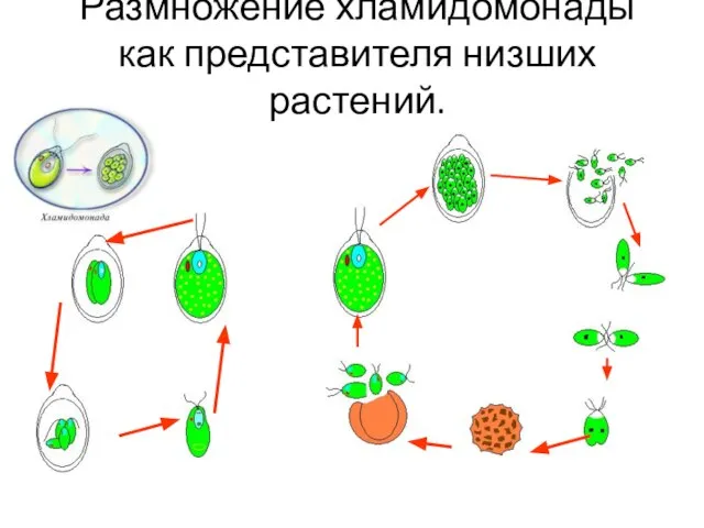 Размножение хламидомонады как представителя низших растений.