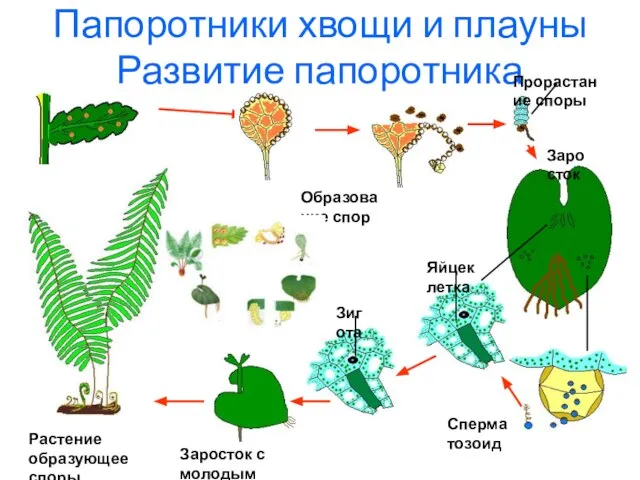 Папоротники хвощи и плауны Развитие папоротника Растение образующее споры Образование спор Прорастание