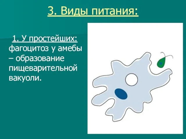 3. Виды питания: 1. У простейших: фагоцитоз у амебы – образование пищеварительной вакуоли.