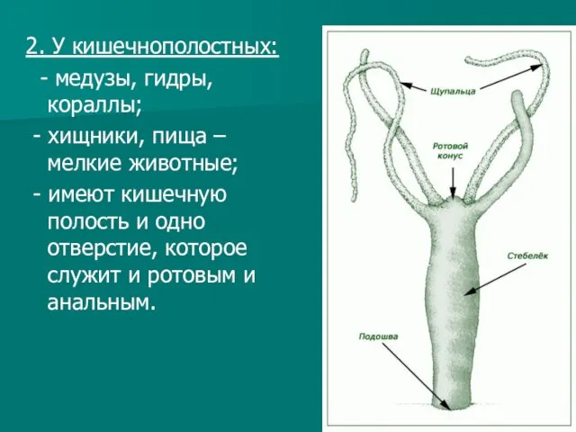 2. У кишечнополостных: - медузы, гидры, кораллы; - хищники, пища – мелкие